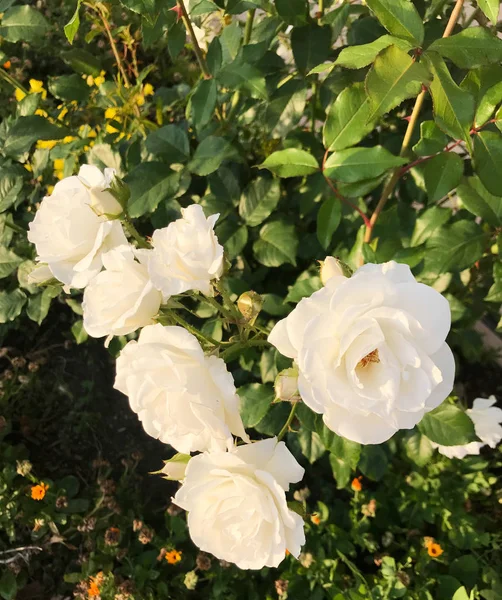 花园盛开的鲜白玫瑰特写 — 图库照片