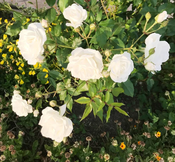庭に咲く新鮮な白バラのクローズ アップ — ストック写真