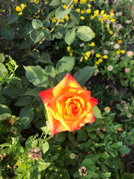 Image Couleur Bush Rose Lumineuse — Photo