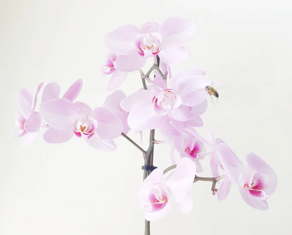 Primer Plano Orquídeas Rosadas Contra Fondo Blanco — Foto de Stock