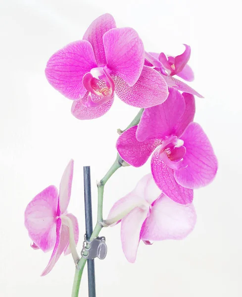 Primer Plano Orquídeas Rosadas Contra Fondo Blanco — Foto de Stock