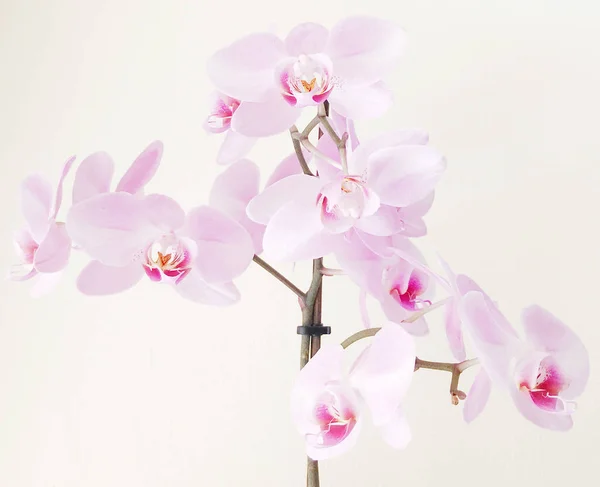 Primer Plano Orquídeas Rosadas Contra Fondo Blanco — Foto de Stock