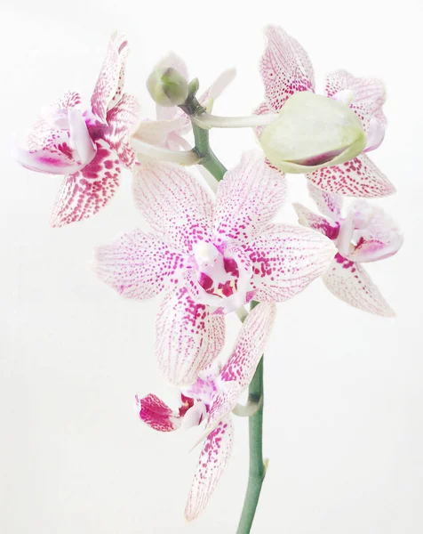 Primer Plano Orquídeas Rosadas Contra Fondo Blanco — Foto de Stock