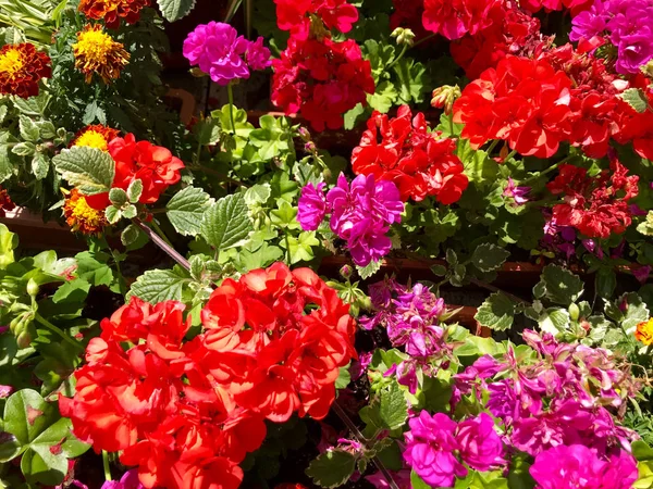 Geranium Pelargonium Bloemen Kleurenafbeelding — Stockfoto