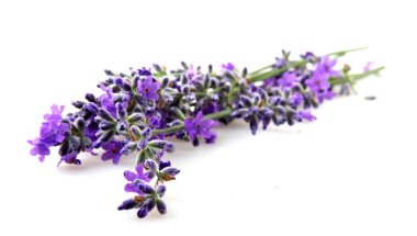 Beyaz arkaplanda yalıtılmış lavanta çiçeği