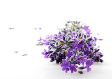 Beyaz arkaplanda yalıtılmış lavanta çiçeği