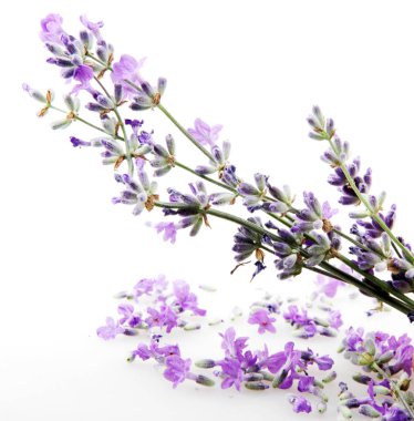 Beyaz arkaplanda yalıtılmış lavanta çiçeği