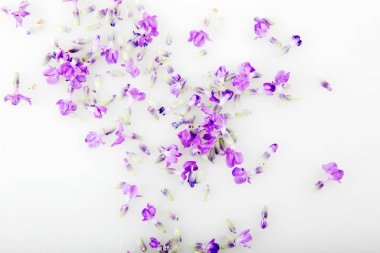 Beyaz arkaplanda yalıtılmış lavanta çiçeği