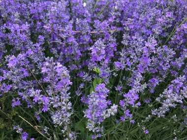 Lavandula angustifolia arka plan - renkli görüntü