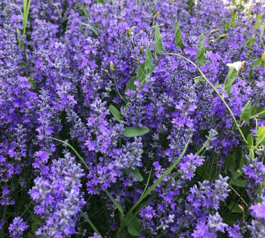 Lavandula angustifolia arka plan - renkli görüntü