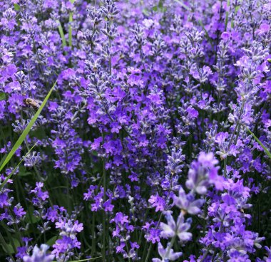 Lavandula angustifolia arka plan - renkli görüntü