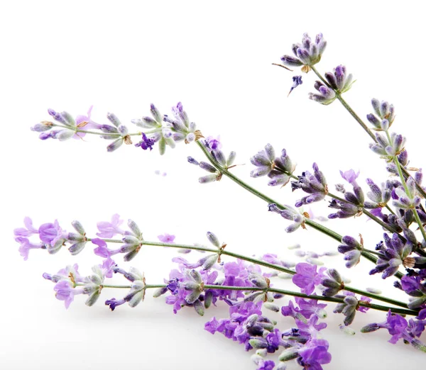 Lavendelbloem Geïsoleerd Witte Achtergrond — Stockfoto