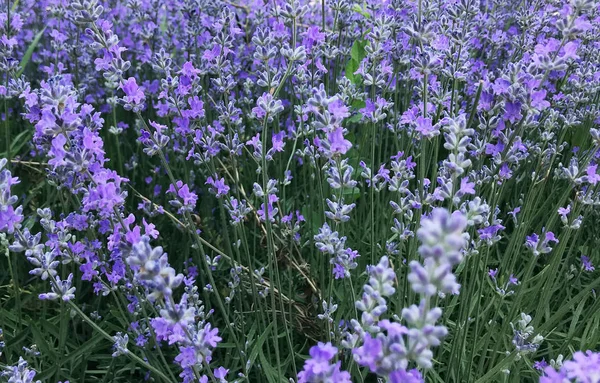 Lavandula Angustifolia Fondo Imagen Color —  Fotos de Stock