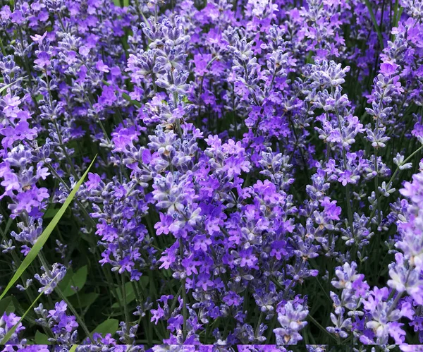 Lavandula Angustifolia Arka Plan Renkli Görüntü — Stok fotoğraf