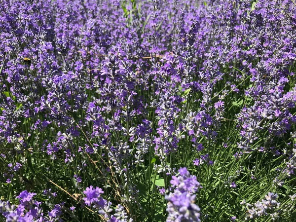 Lavandula Angustifolia Fundo Imagem Cor — Fotografia de Stock