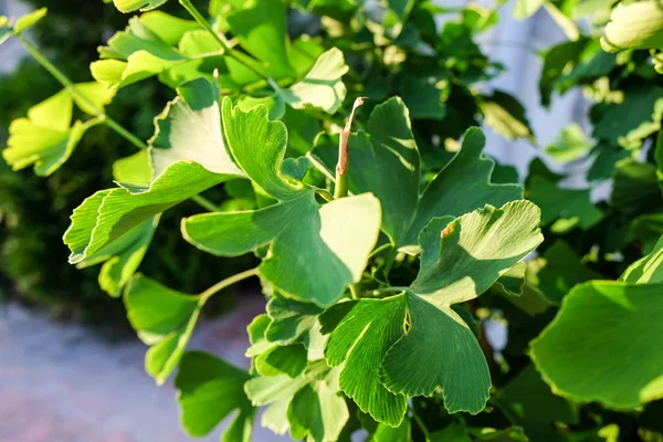 Ginkgo Biloba Strom Barevný Obraz — Stock fotografie