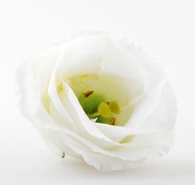 Beyaz arkaplanda izole edilmiş beyaz gül