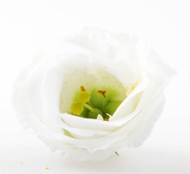 Beyaz arkaplanda izole edilmiş beyaz gül