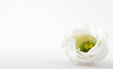 Beyaz arkaplanda izole edilmiş beyaz gül