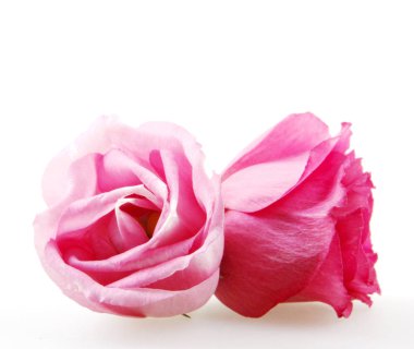 Yakın, beyaz arka plan üzerinde izole gül