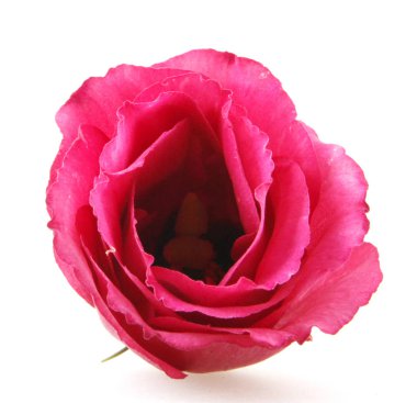 Yakın, beyaz arka plan üzerinde izole gül