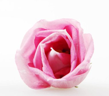 Yakın, beyaz arka plan üzerinde izole gül