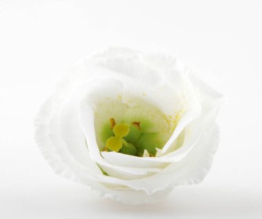 Beyaz arkaplanda izole edilmiş beyaz gül