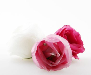 Yakın, beyaz arka plan üzerinde izole gül