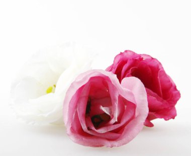 Yakın, beyaz arka plan üzerinde izole gül