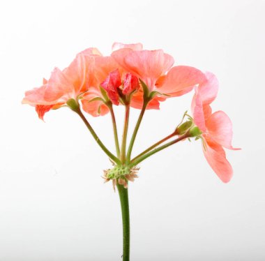 Sardunya Sardunya çiçekleri - renkli görüntü