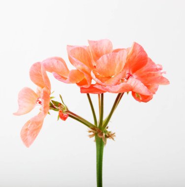 Sardunya Sardunya çiçekleri - renkli görüntü