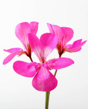 Sardunya Sardunya çiçekleri - renkli görüntü