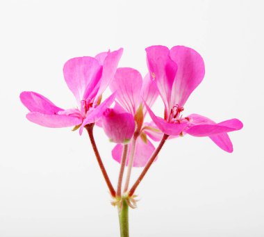 Sardunya Sardunya çiçekleri - renkli görüntü