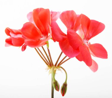 Sardunya Sardunya çiçekleri - renkli görüntü