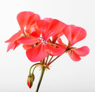 Sardunya Sardunya çiçekleri - renkli görüntü