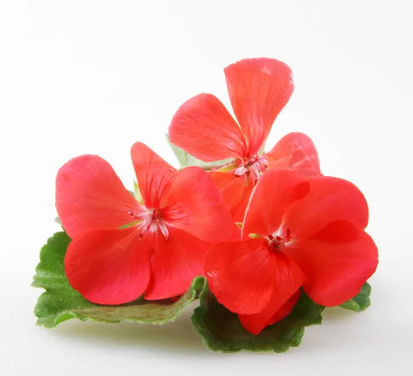 Sardunya Sardunya Çiçekleri Renkli Görüntü — Stok fotoğraf