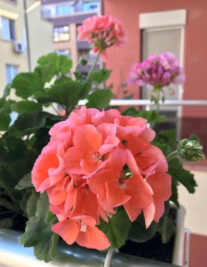 Sardunya Sardunya çiçekleri - renkli görüntü