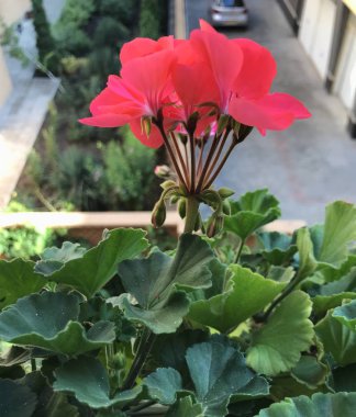 Sardunya Sardunya çiçekleri - renkli görüntü