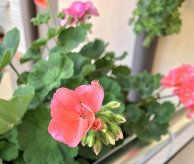 Sardunya Sardunya çiçekleri - renkli görüntü