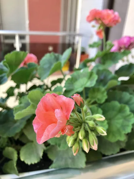 Sardunya Sardunya çiçekleri - renkli görüntü