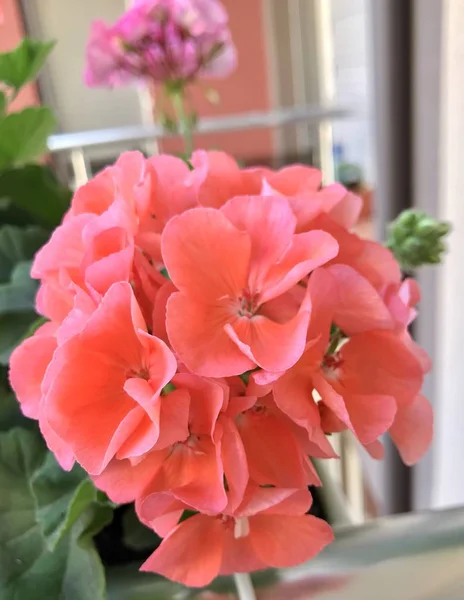 Pelargonia Geranium Kwiaty Kolor Obrazu — Zdjęcie stockowe