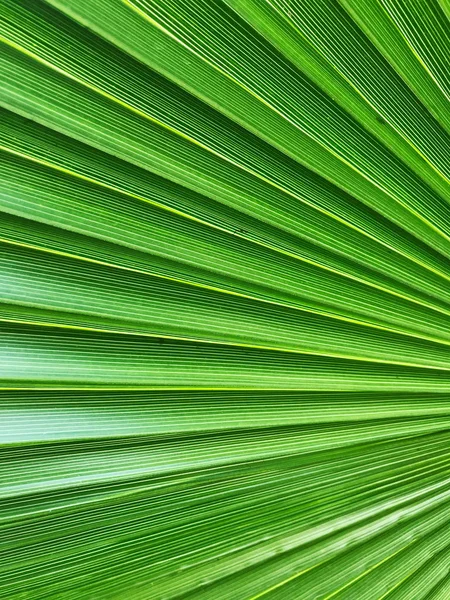 Palm Leaf Background Color Image — Stock Photo, Image