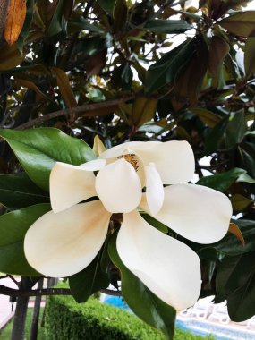 Magnolia grandiflora (Güney Manolya)
