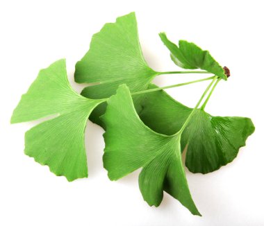 Beyaz arkaplanda Ginkgo biloba yaprağı izole