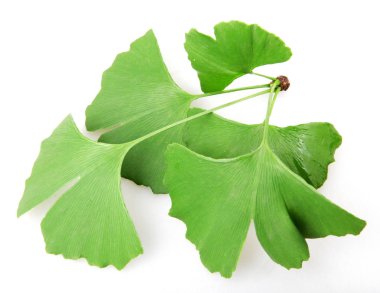 Beyaz arkaplanda Ginkgo biloba yaprağı izole