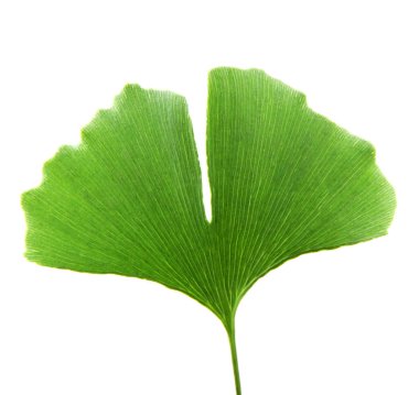 Beyaz arkaplanda Ginkgo biloba yaprağı izole