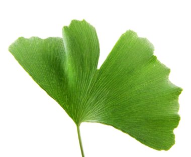 Beyaz arkaplanda Ginkgo biloba yaprağı izole