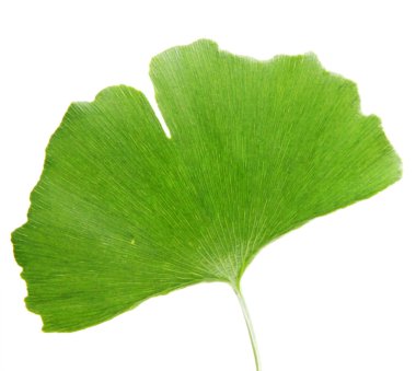 Beyaz arkaplanda Ginkgo biloba yaprağı izole