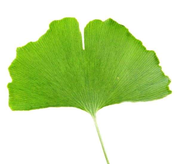 Folha Ginkgo Biloba Isolada Sobre Fundo Branco — Fotografia de Stock