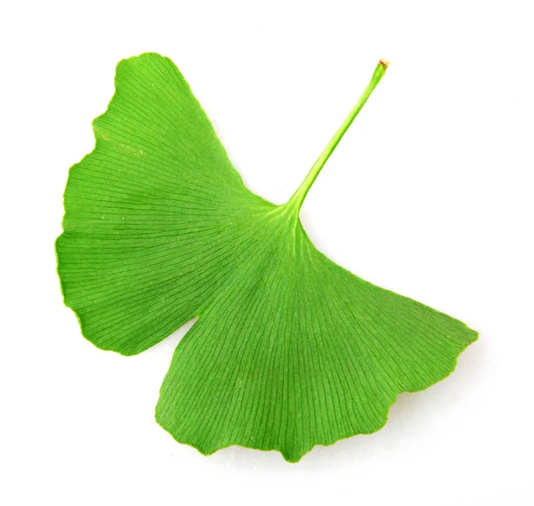 Folha Ginkgo Biloba Isolada Sobre Fundo Branco — Fotografia de Stock